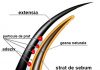 Retentia extensiilor de gene
